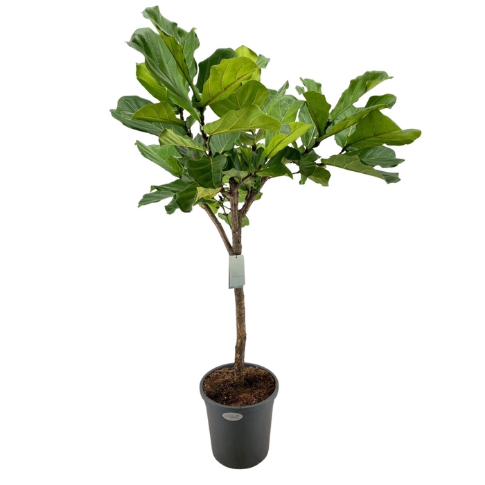 <h4>Ficus lyrata</h4>