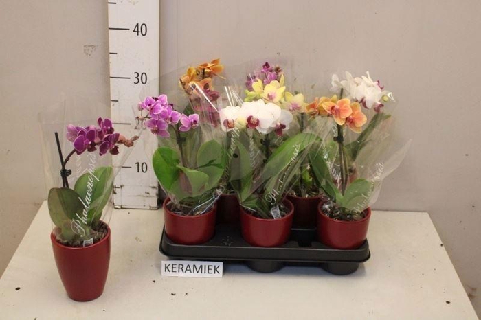 <h4>ARR PHAL 1 TAK</h4>