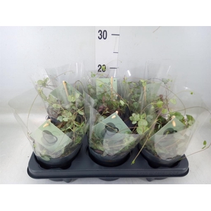 Ceropegia woodii ssp. woodii