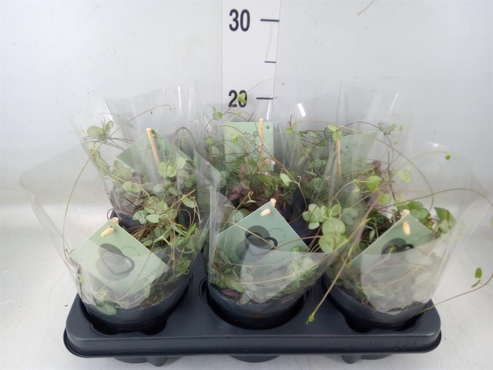 <h4>Ceropegia woodii ssp. woodii</h4>