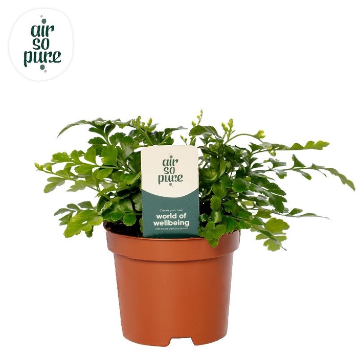 Asplenium Parvati Air so Pure
