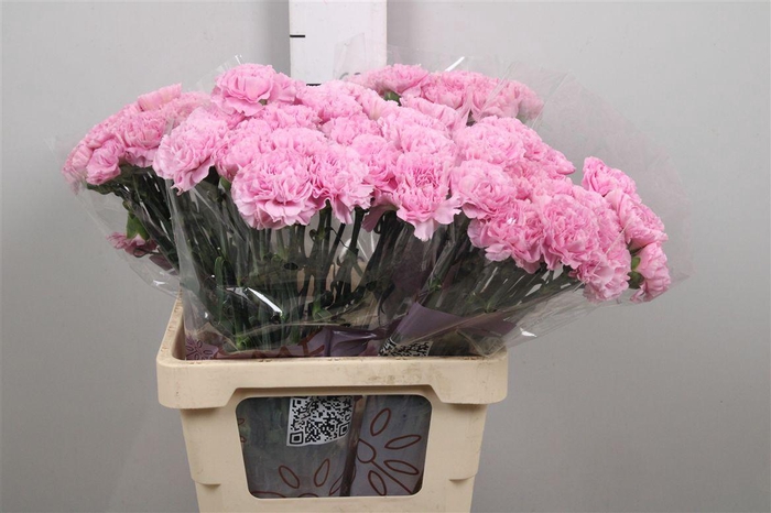 <h4>Di St Clearwater</h4>