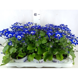 Pericallis CR 'Senetti Blue Deep'