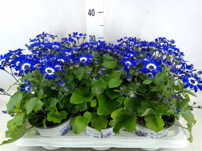 <h4>Pericallis CR 'Senetti Blue Deep'</h4>