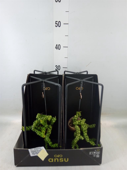 <h4>Arr. Dischidia</h4>