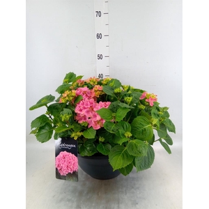 Hydrangea mac. 'Hi River'