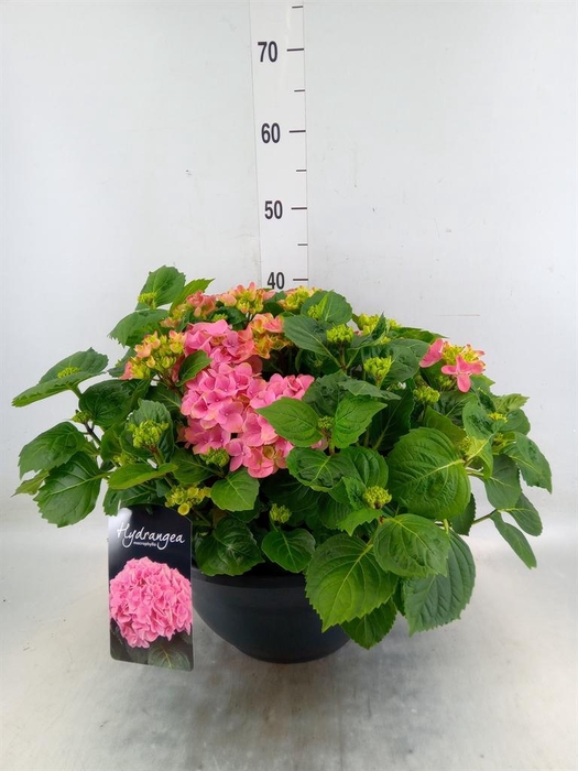 <h4>Hydrangea mac. 'Hi River'</h4>
