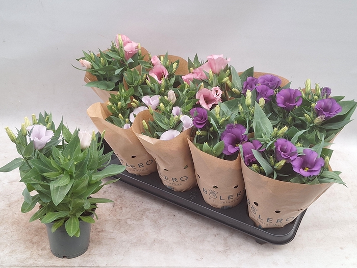 <h4>EUST BOLERO GEM</h4>