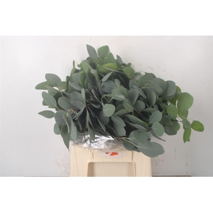 Euc Populus Blad Per Bunch 150 Gram