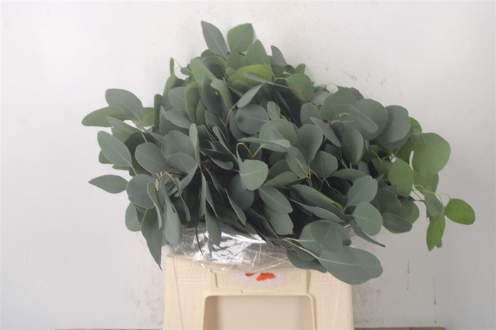 <h4>Euc Populus Blad Per Bunch 150 Gram</h4>