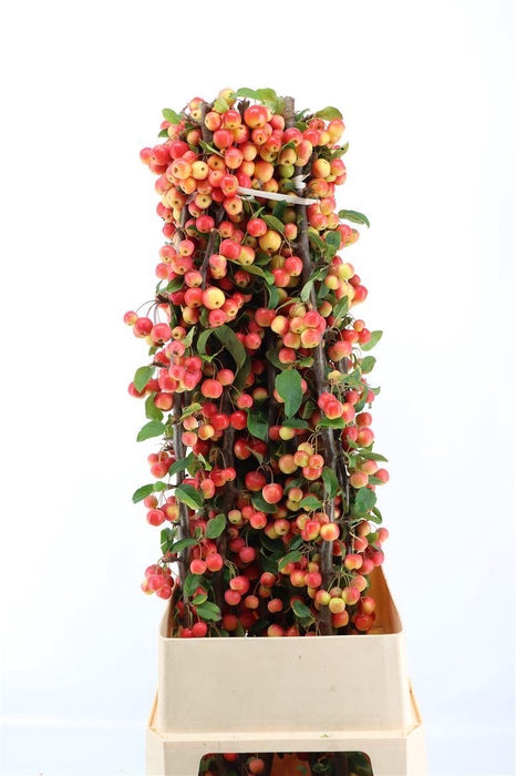 <h4>Malustak Red Sentinel Ex 120cm P Stem</h4>