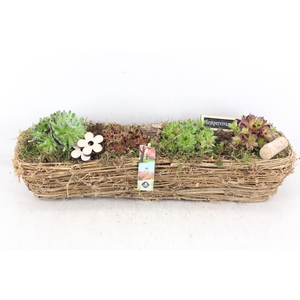 arr4 Semp JS - Mand rechth. XL