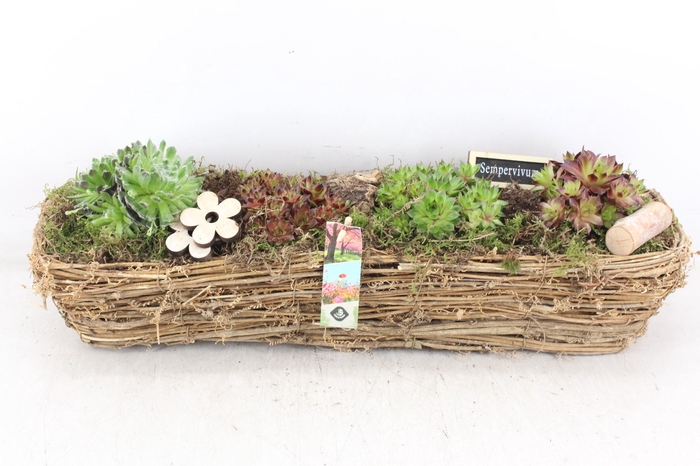 <h4>arr4 Semp JS - Mand rechth. XL</h4>