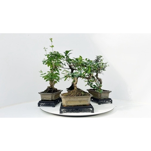 Bonsai mix, indoor, 20 cm., shape, with table