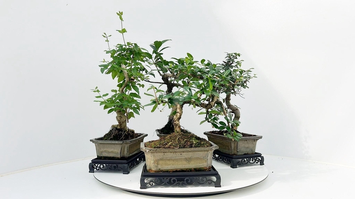 <h4>Bonsai mix, indoor, 20 cm., shape, with table</h4>