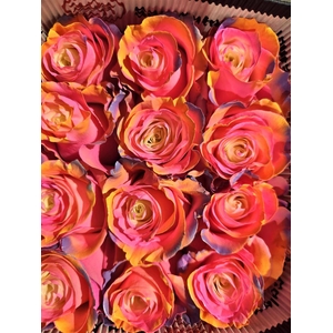 R Gr Tinted Fantasy Rainbow