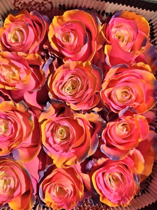 <h4>R Gr Tinted Fantasy Rainbow</h4>