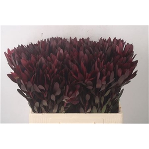 Leucad Saf Sunset Dark R.