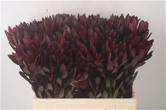 <h4>Leucad Saf Sunset Dark R.</h4>
