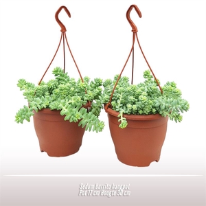 Sedum burrito hangpot