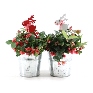 Gaultheria pr. 'Big Berry'® P10 in Zinc Old-Look + Reindeer