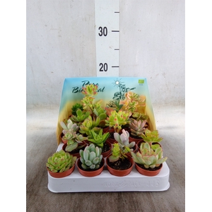 Succulents   ...