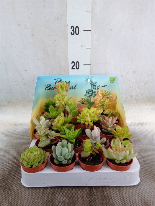 <h4>Succulents   ...</h4>