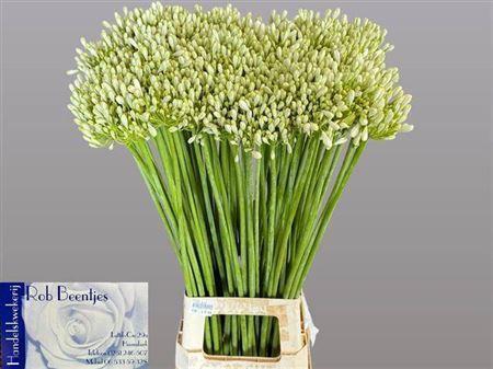 <h4>Agapanthus  'White Grace'</h4>