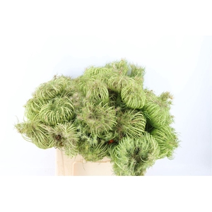 Ammi Majus Seed Heads Natural Medium 60cm P Stem