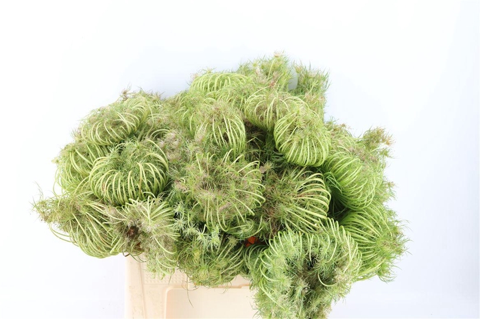 <h4>Ammi Majus Seed Heads Natural Medium 60cm P Stem</h4>