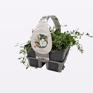 Vinca minor 'Gertrude Jekyll'