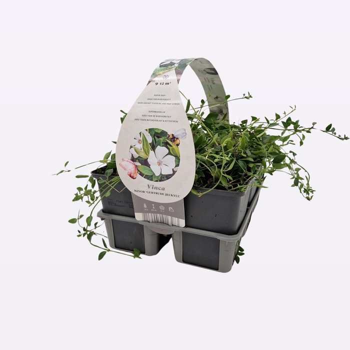 <h4>Vinca minor 'Gertrude Jekyll'</h4>