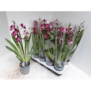 MILTONIOPSIS OV