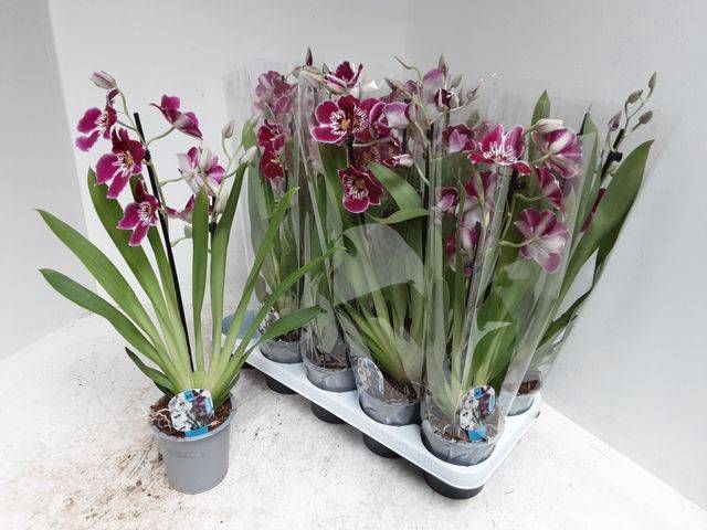 <h4>MILTONIOPSIS OV</h4>