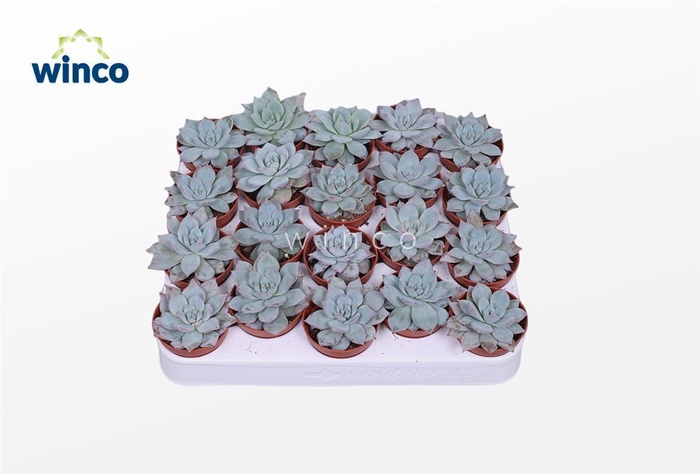 Echeveria Blue bird