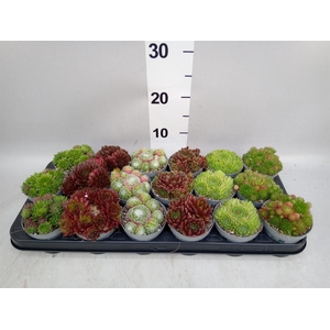 Sempervivum   ...