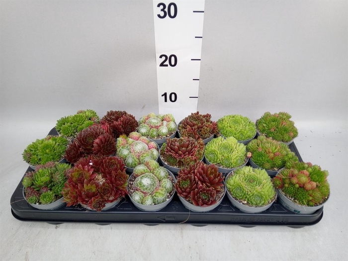 <h4>Sempervivum   ...</h4>
