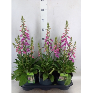 Digitalis  'Pink Panther'