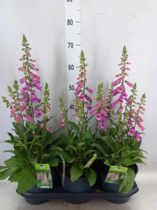 <h4>Digitalis  'Pink Panther'</h4>