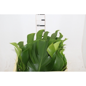 FOLH MONSTERA DELIC. 050 CM