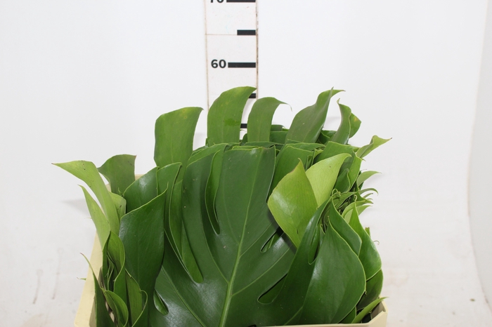 <h4>FOLH MONSTERA DELIC. 050 CM</h4>