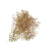 Gypsophila Preserved Mini Natural