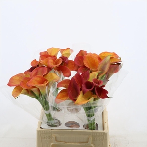 Calla Orange Pride