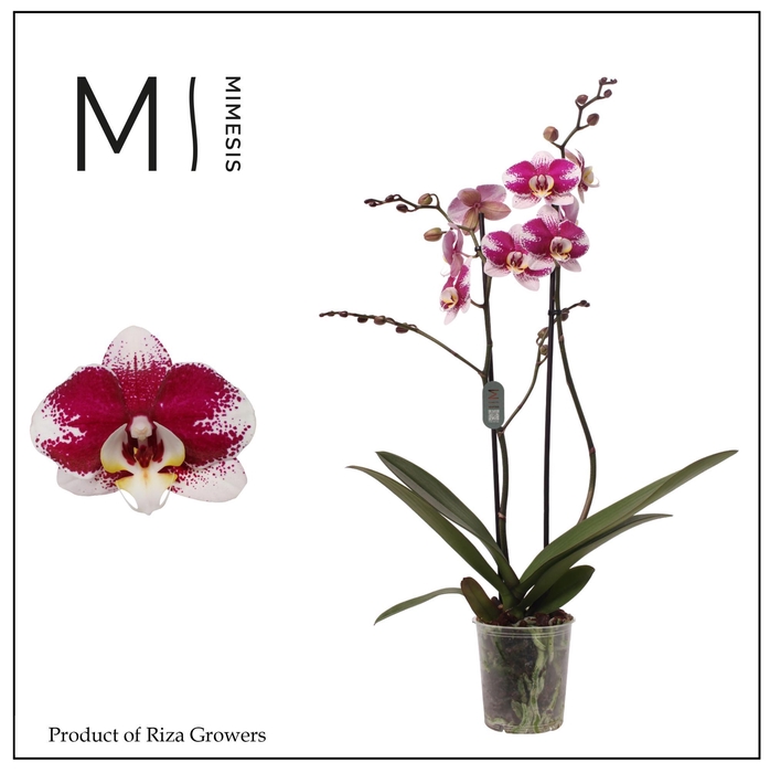 <h4>Phalaenopsis Barcelona 2 spike - 12cm | Mimesis</h4>