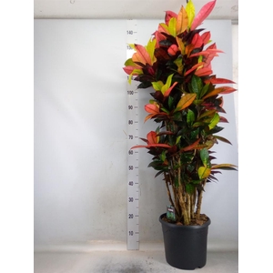 Codiaeum var. KL 'Mrs Iceton'