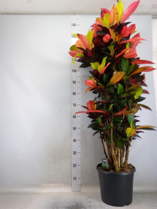 <h4>Codiaeum var. KL 'Mrs Iceton'</h4>