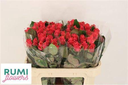 <h4>R Gr Pink Tacazzi+</h4>