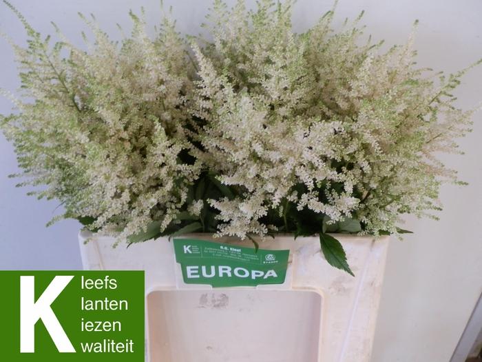 <h4>ASTIL JA EUROPA</h4>