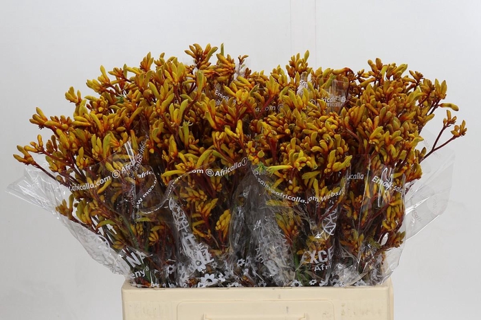 <h4>Anigozanthos Gold Fever</h4>