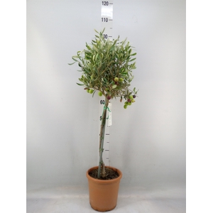 Olea europaea
